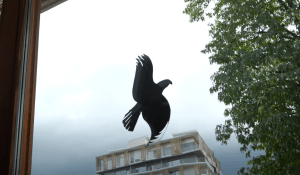 Impression d'un oiseau noir au centre d'une fenêtre.